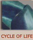 cycle of life